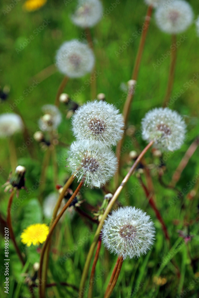 Closeup of a group of Dandelion seed heads, Derbyshire England
Closeup of a group of Dandelion seed heads, Derbyshire England