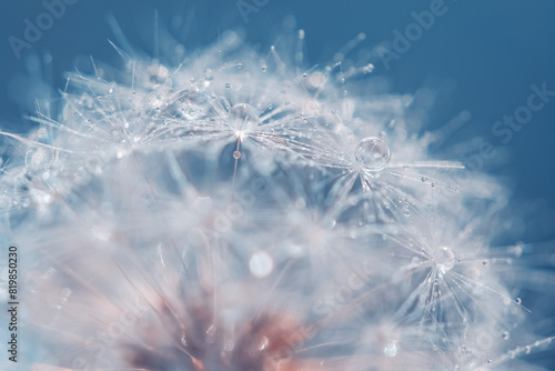 Fluffy dandelion with drops close-up on a blue background. Beautiful macro with dandelion. Selective focus