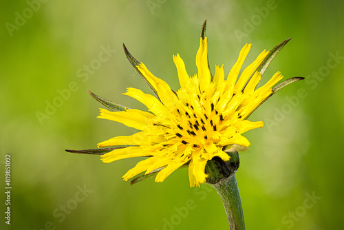 Blüte des Großen Bocksbartes (Tragopogon dubius) photo