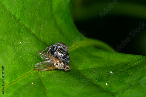 jumping spider catching flies