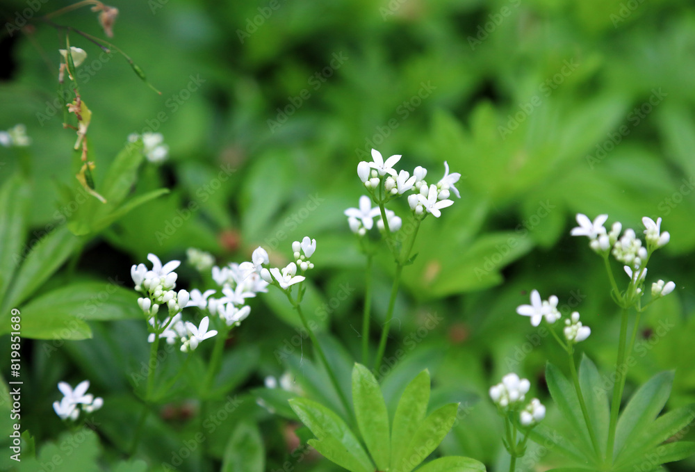 Macro image of Sweet Woodruff blooms, Derbyshire England
Macro image of Sweet Woodruff blooms, Derbyshire England