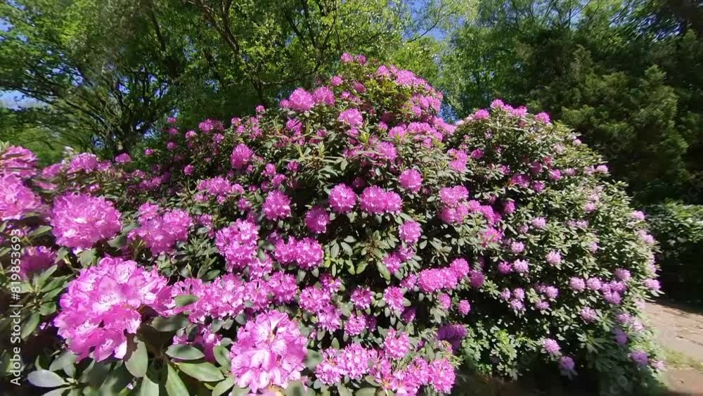 Blooming rhododendron in summer garden with pink blossoms Blooming rhododendron in summer garden with pink blossoms
