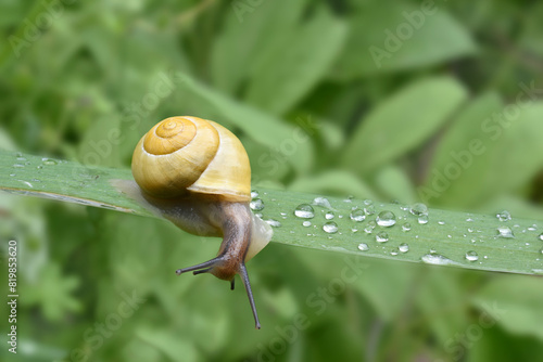 Closeup of a yellow grove snail on the leaf with water droplets