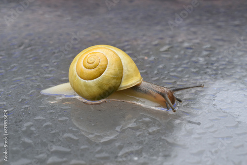 Closeup of a yellow grove snail on the wet surface