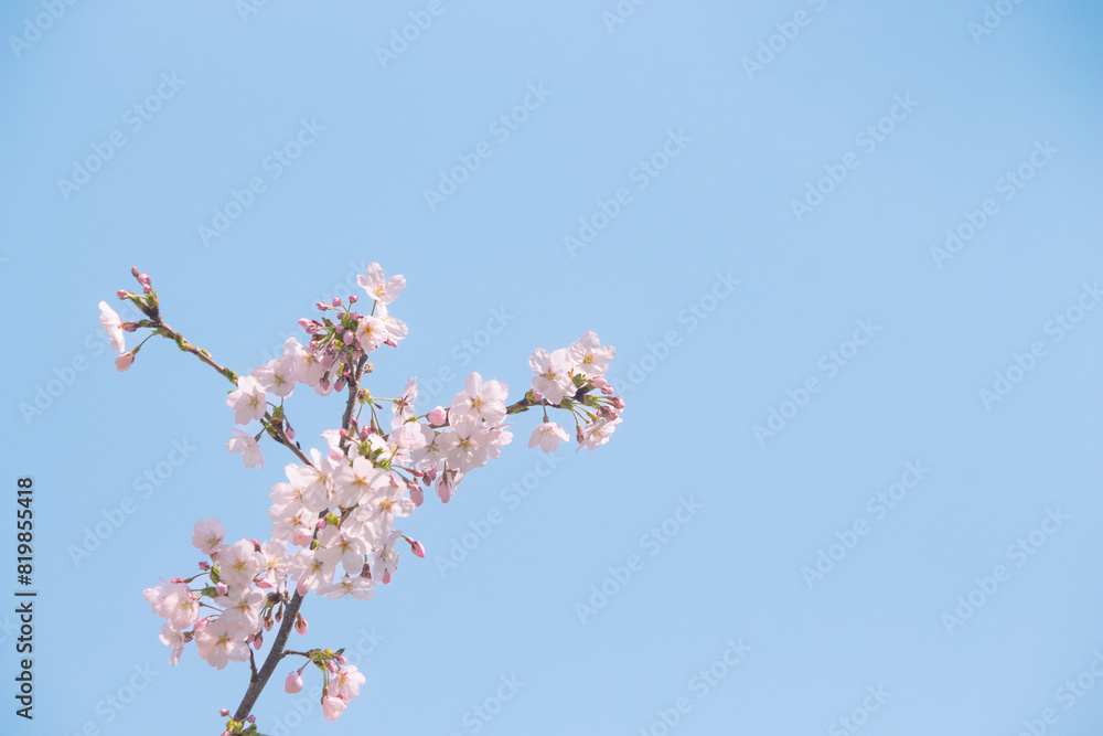 Clear sky, beautiful pink cherry blossoms, tranquility, beauty, pretty flowers, fine weather, spring Clear sky, beautiful pink cherry blossoms, tranquility, beauty, pretty flowers, fine weather, spring