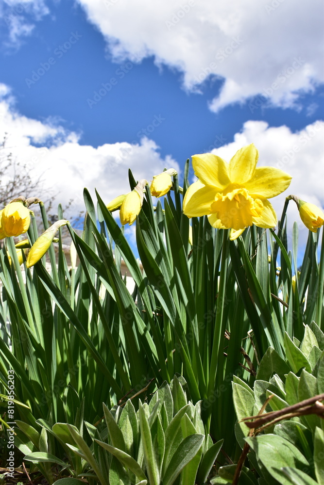 Daffodils in the garden, Sainte-Apolline, Québec, Canada