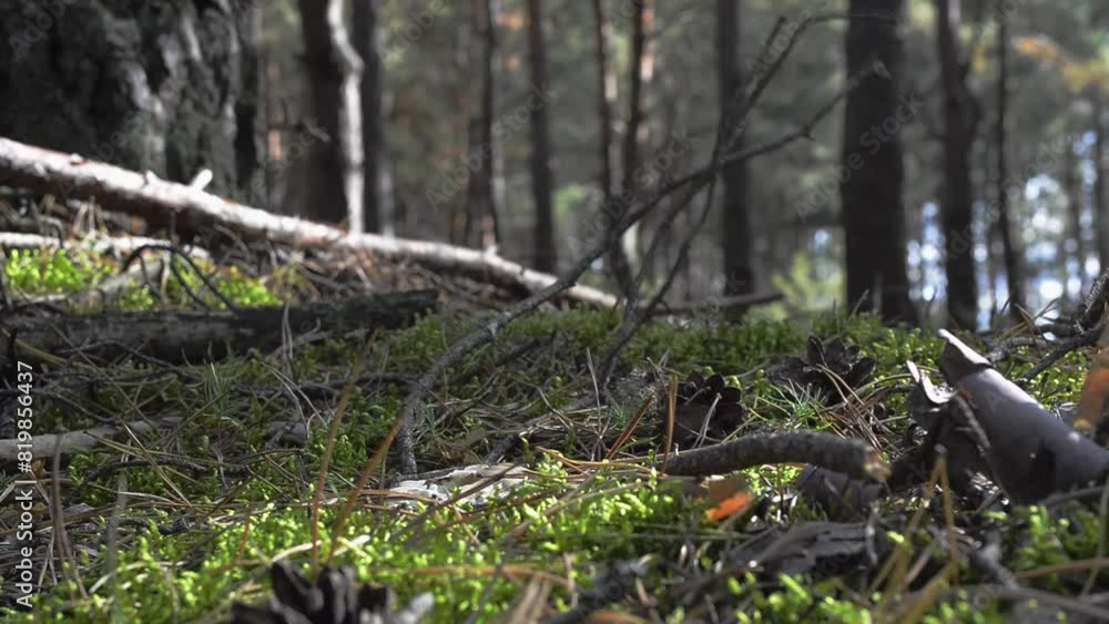 A person walks through the forest and tramples amanitas A person walks through the forest and tramples amanitas