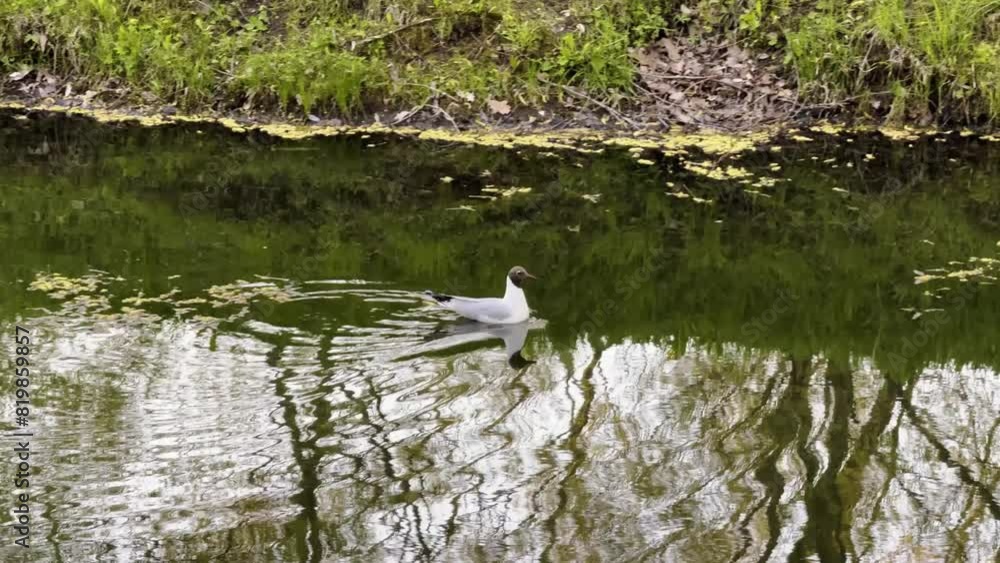 A single gull peacefully floats on calm water, creating beautiful reflections. The serene scene captures the simplicity and beauty of nature, ideal for outdoor and wildlife content A single gull peacefully floats on calm water, creating beautiful reflections. The serene scene captures the simplicity and beauty of nature, ideal for outdoor and wildlife content