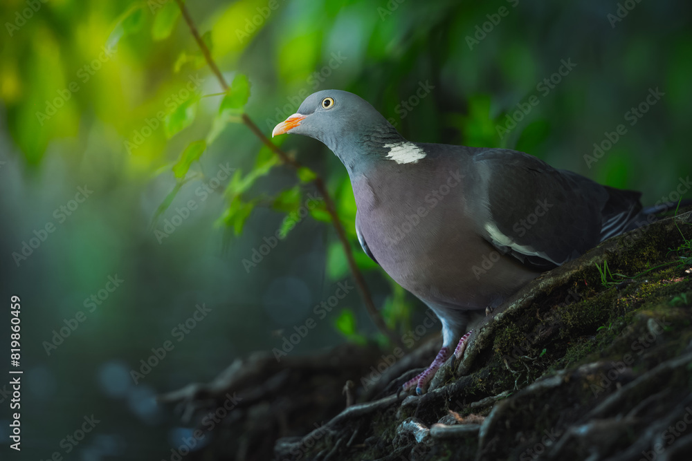 Fototapeta premium Wood Pigeon