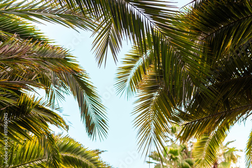 Tropical palm tree branches with green leaves on background blue sky at sunny day. Summer vibes, exotic beach, vacation, nature, travel concept. Low angle view.