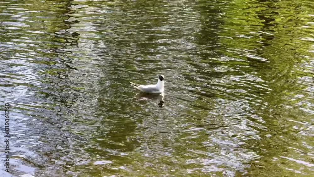 A single gull peacefully floats on calm water, creating beautiful reflections. The serene scene captures the simplicity and beauty of nature, ideal for outdoor and wildlife content A single gull peacefully floats on calm water, creating beautiful reflections. The serene scene captures the simplicity and beauty of nature, ideal for outdoor and wildlife content