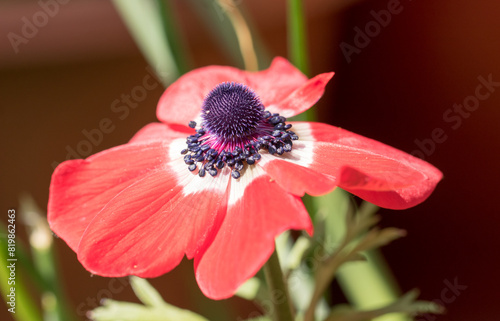 Bright Red Anemone flower in full bloom, lit by natural sunlight.  A perennial flower that flowers year after year.