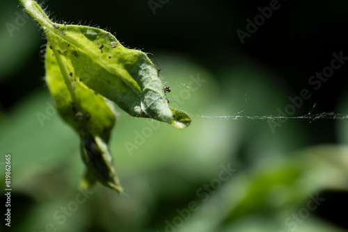Aphids on the leaf of a honeysuckle (Lonicera) with cobweb at blurred foliage background. Focus on the aphids on the edge of the top leaf
