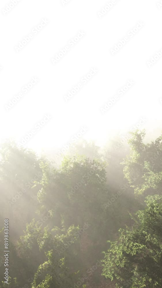 morning fog in dense tropical rainforest morning fog in dense tropical rainforest