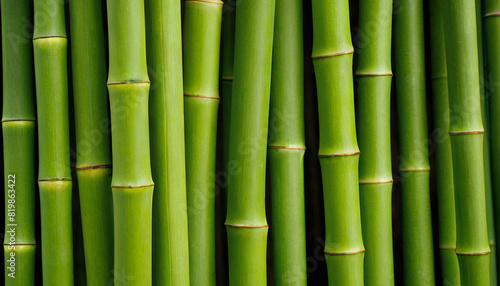 Close-up view of numerous green bamboo sticks tightly clustered together