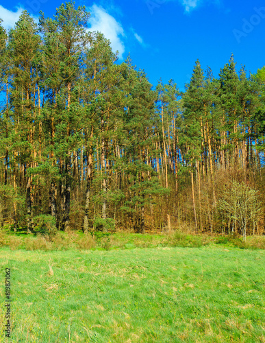 Wild, green meadow in forest. Kashubia Poland. photo