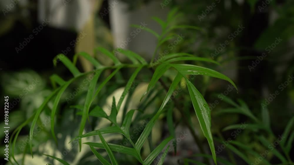 close up of Philodendron polypodioides leaves, dark background, tropical garden, close up of Philodendron polypodioides leaves, dark background, tropical garden,
