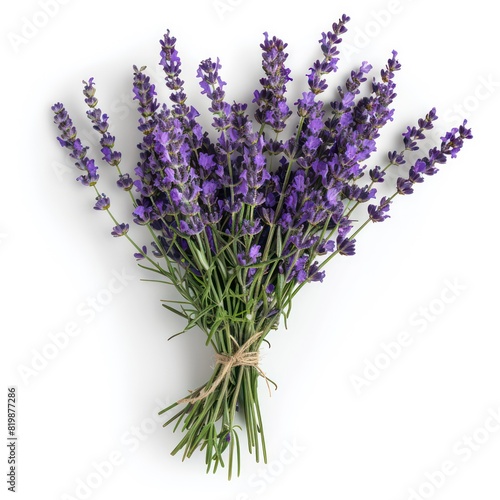 bouquet of lavender on a white background