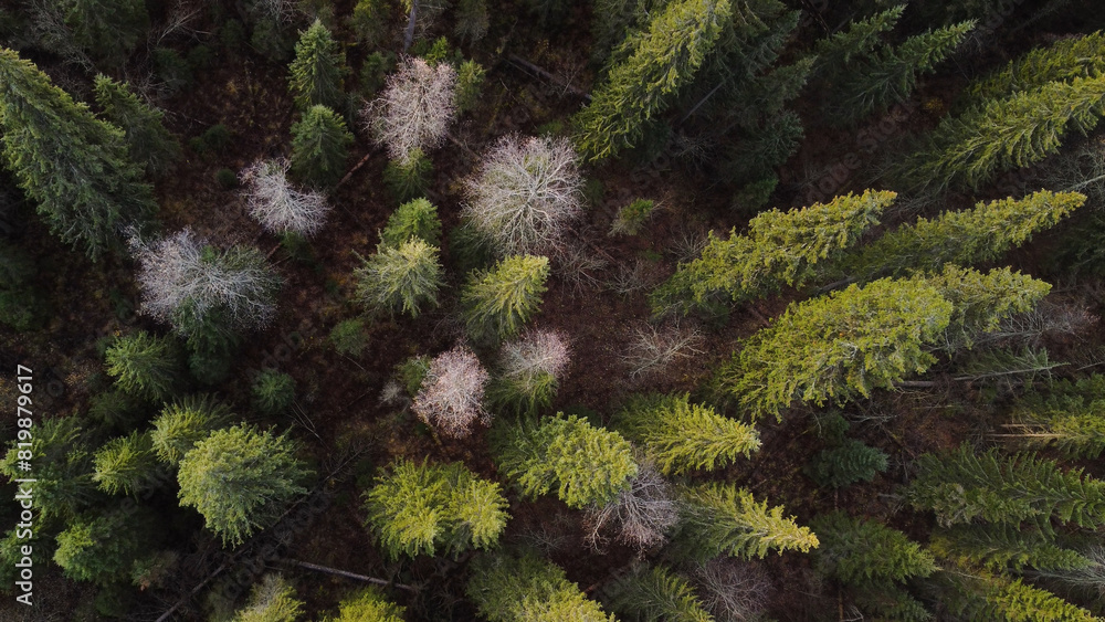coniferous forest view from a drone from above coniferous forest view from a drone from above