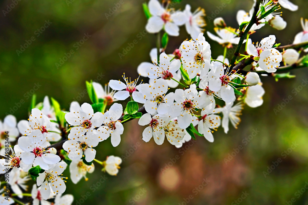 Cherry tree blossom Cherry tree blossom