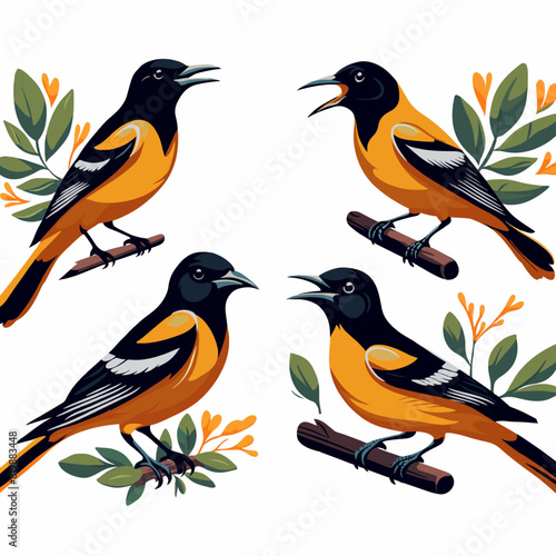 Set of oriole bird,  Oriole bird sitting on tree branches, vector art. 