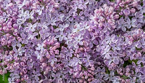 background of lilac flowers, many small flowers to fill the entire screen, texture