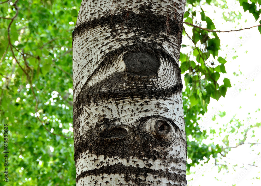 Aspen Eyes in a park, Beijing, China, April Aspen Eyes in a park, Beijing, China, April