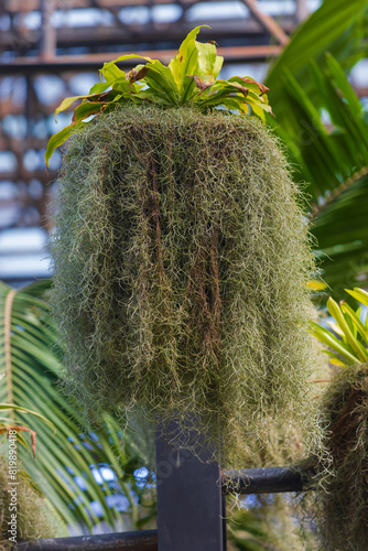 Hanging Spanish Moss with green bromeliad plant in tropical greenhouse. Spanish moss or Tillandsia usneoides is an epiphytic flowering plant. Decorative composition for greenhouse decoration