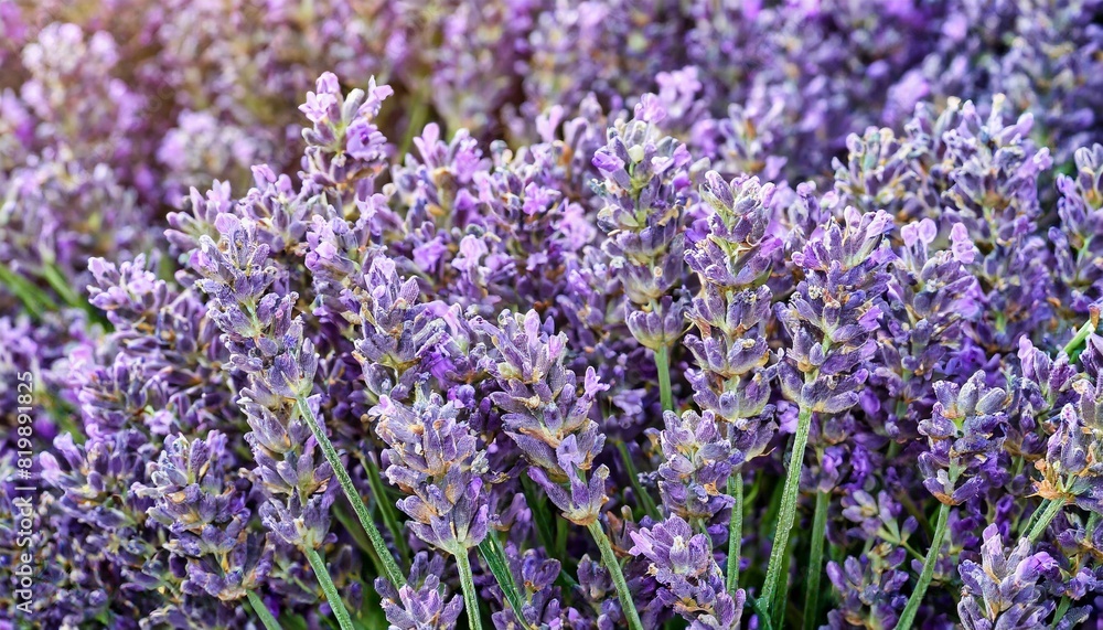 Obraz premium many lavender flowers, full screen texture close-up, wallpaper texture
