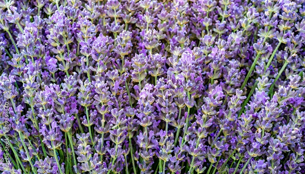 many lavender flowers, full screen texture close-up, wallpaper texture many lavender flowers, full screen texture close-up, wallpaper texture