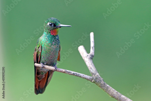 male Brazilian Ruby (Heliodoxa rubricauda) perched on a branch on a green background