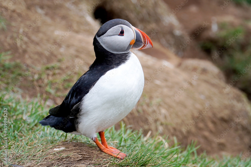 Atlantic puffin, sea bird in nature in Iceland Atlantic puffin, sea bird in nature in Iceland