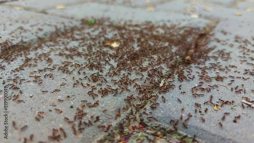 colony of ants on the paving stones. photo