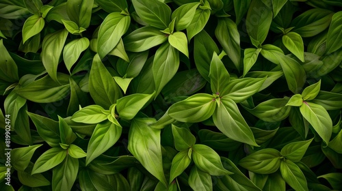 Stunning Symmetrical Aerial View of Vibrant Green Stevia Leaves in Geometric Pattern, Bright Natural Light Enhancing Detail and Texture