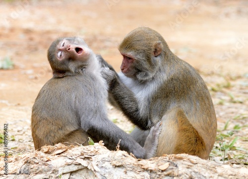 A monkey serving his buddy