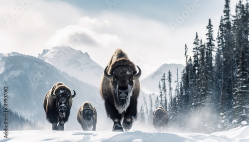 Bison thick fur covered with frost and snow, Bison walks in extreme winter weather, standing above snow with a view of the frost mountains photo