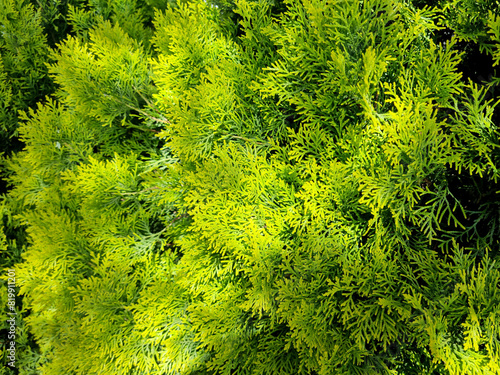 Oriental thuja plants are a natural ornamental plant used in the landscaping industry.