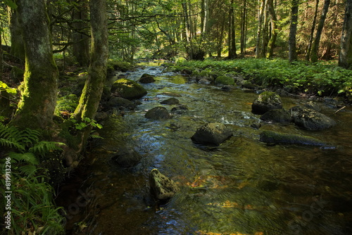 River Kalte Bode at Elend, Harz District, Saxony-Anhalt, Germany, Europe
