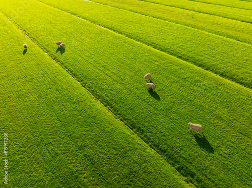 An aerial view of the sheep. Agriculture and animal husbandry. Animals on pasture during sunset. Sheep grazing on the meadow. Juicy and fresh grass in the field.