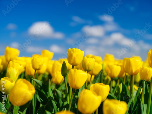 Yellow tulips and blurred sky as a background. Field. Blooming season.  Colors as background and wallpaper. A field with tulips. Blurred background.