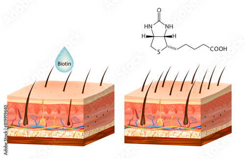 Biotin. Vitamin B7 or vitamin H. Biotin for hair growth. Molecule. Skeletal formula.
