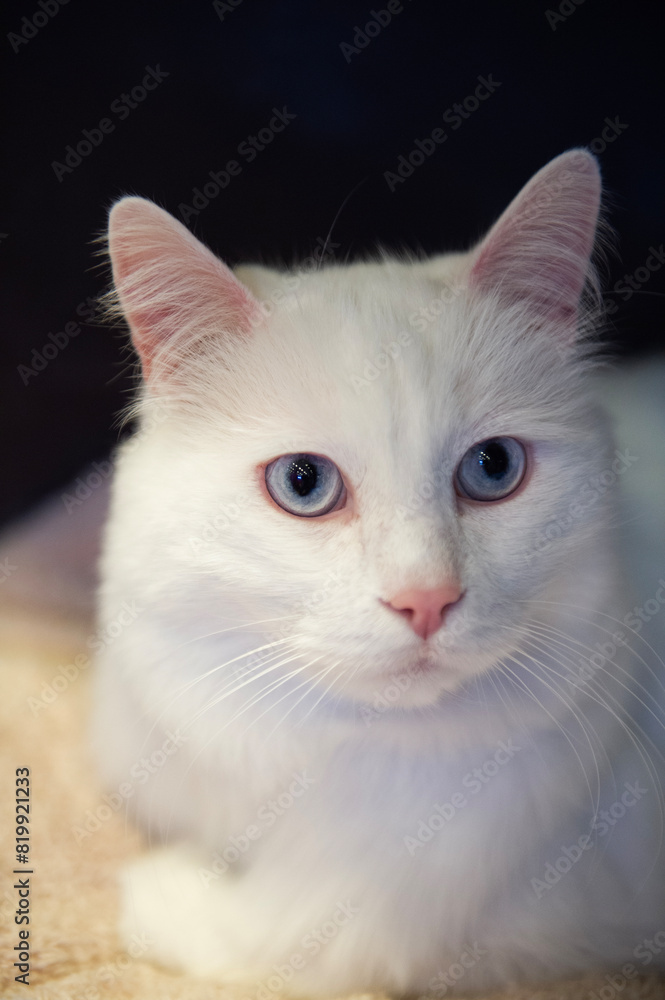 Porträt einer Türkisch Van Katze