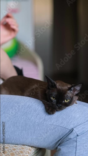 A woman's hand using special glove petting a domestic cat lying on her knees