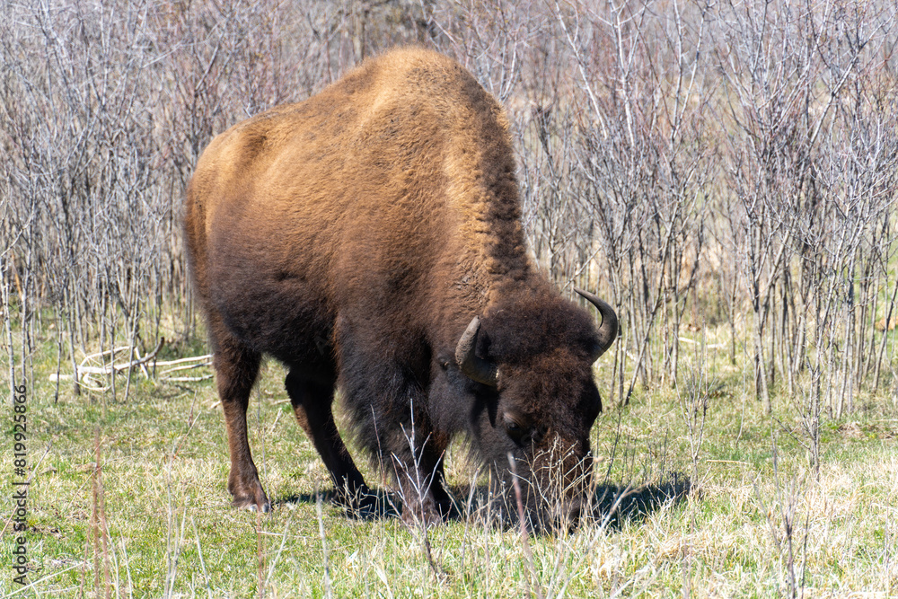 Single Bison Grazing in Early Spring Single Bison Grazing in Early Spring