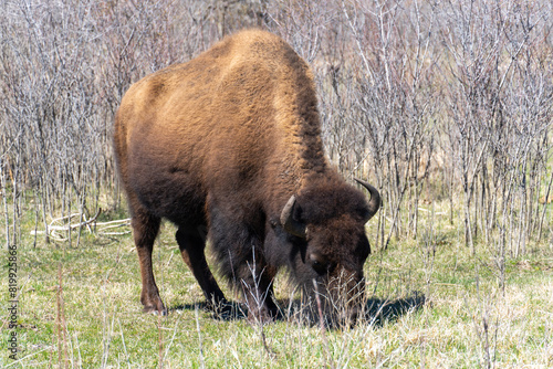 Single Bison Grazing in Early Spring