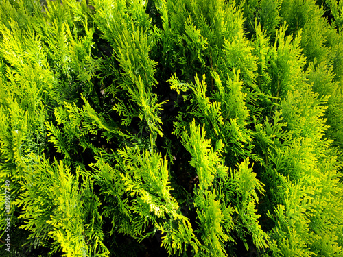 Oriental thuja plants are a natural ornamental plant used in the landscaping industry.