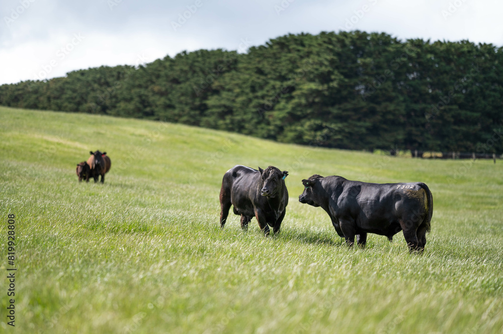 Australian wagyu cows grazing in a field on pasture. close up of a black angus cow eating grass in a paddock in springtime in australia Australian wagyu cows grazing in a field on pasture. close up of a black angus cow eating grass in a paddock in springtime in australia