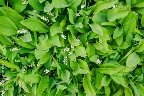 Background, texture of green leaves, foliage, blooming flowers of lilies of the valley in spring. Nature photography, top view.