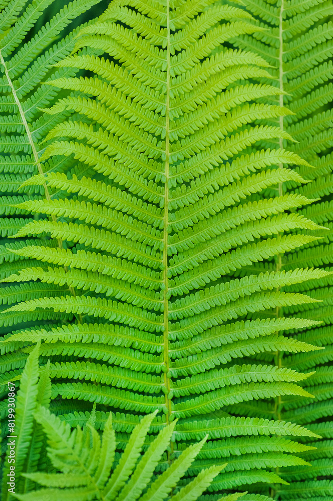 Background, texture of green fern leaf. Close-up photography, nature. Background, texture of green fern leaf. Close-up photography, nature.