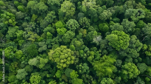 Bird's Eye View of a Thriving Forest Ecosystem: A Testament to Nature's Resilience and Conservation